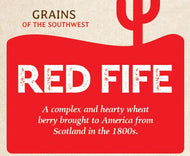 Grain - Red Fife (Wheat Berries) - 1.5 lbs (Fri pickup)